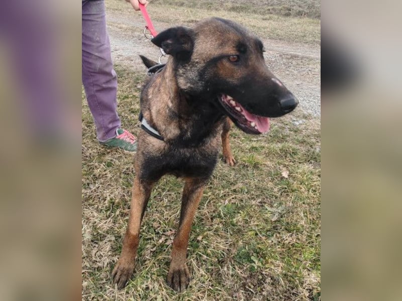 Malinois Brita ❤️ sucht aktive Familie