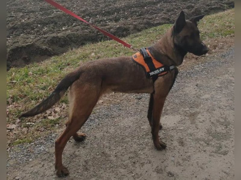 Malinois Brita ❤️ sucht aktive Familie