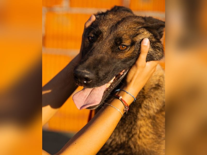 Malinois Brita ❤️ sucht aktive Familie