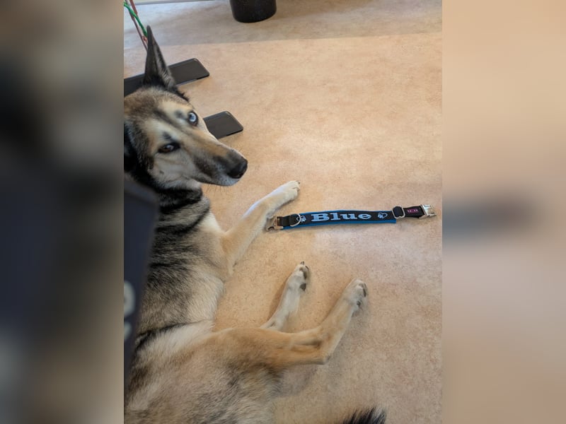 Husky Mix Hündin
