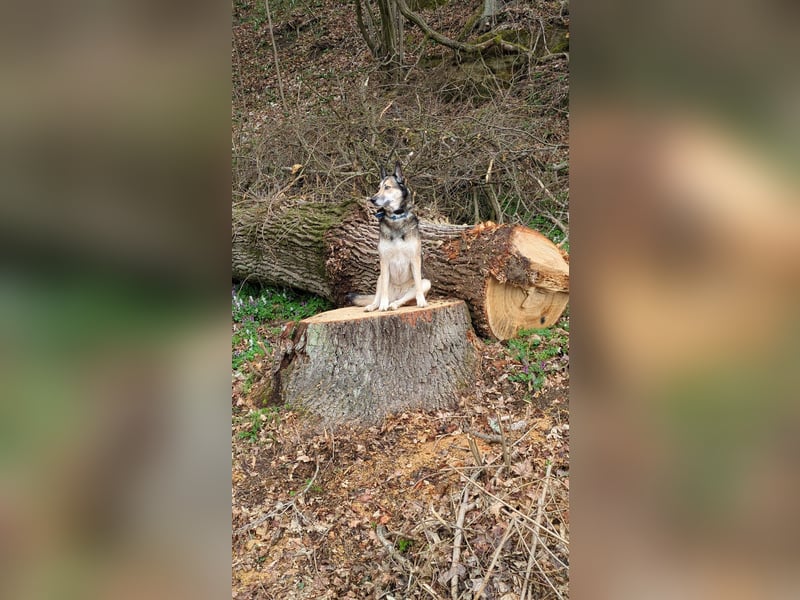 Husky Mix Hündin