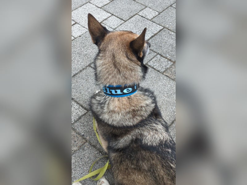 Husky Mix Hündin