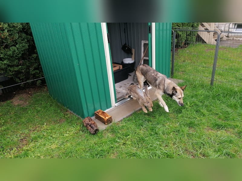 Husky Mix Hündin