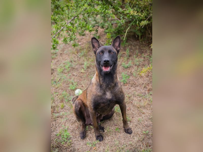 ROMINA - die hübsche Malinois-Hündin sucht ein hundeerfahrenes Zuhause!
