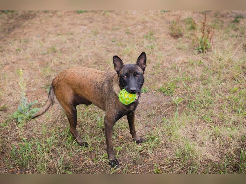 ROMINA - die hübsche Malinois-Hündin sucht ein hundeerfahrenes Zuhause!
