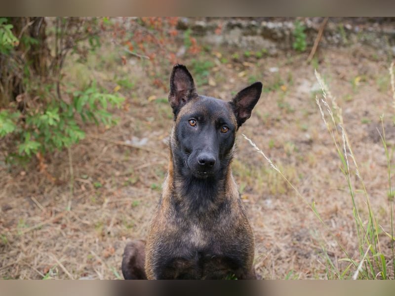 ROMINA - die hübsche Malinois-Hündin sucht ein hundeerfahrenes Zuhause!
