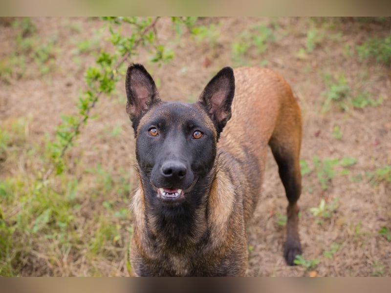 ROMINA - die hübsche Malinois-Hündin sucht ein hundeerfahrenes Zuhause!