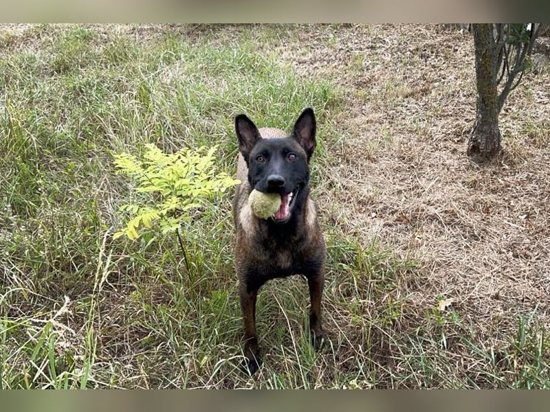 ROMINA - die hübsche Malinois-Hündin sucht ein hundeerfahrenes Zuhause!