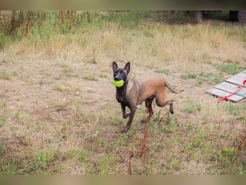 ROMINA - die hübsche Malinois-Hündin sucht ein hundeerfahrenes Zuhause!