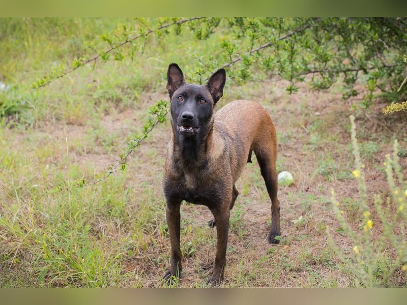 ROMINA - die hübsche Malinois-Hündin sucht ein hundeerfahrenes Zuhause!