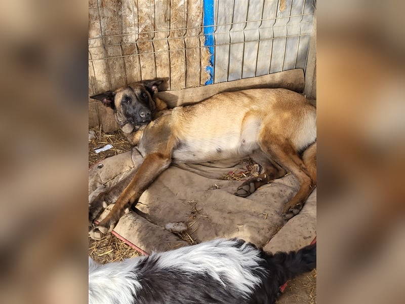 Fritzie sucht Paten--, Pflege- oder Endstelle (Rumänien)