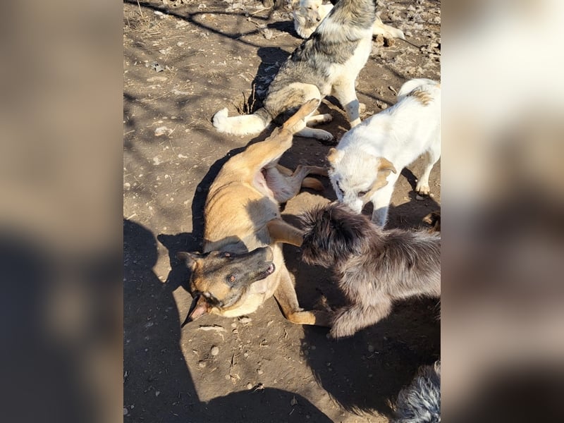 Fritzie sucht Paten--, Pflege- oder Endstelle (Rumänien)