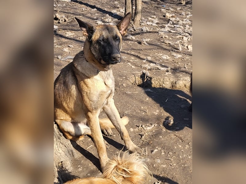 Fritzie sucht Paten--, Pflege- oder Endstelle (Rumänien)