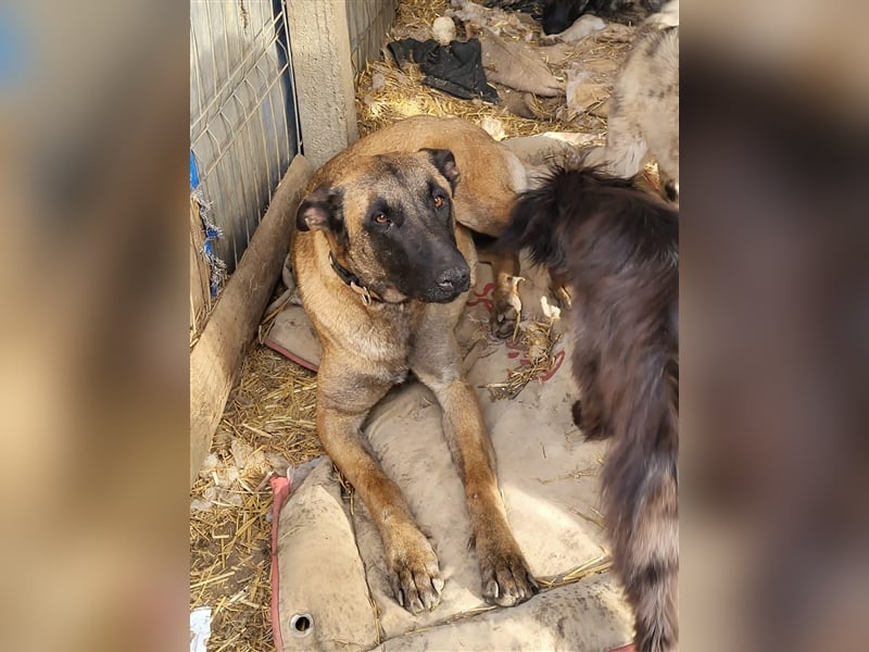 Fritzie sucht Paten--, Pflege- oder Endstelle (Rumänien)