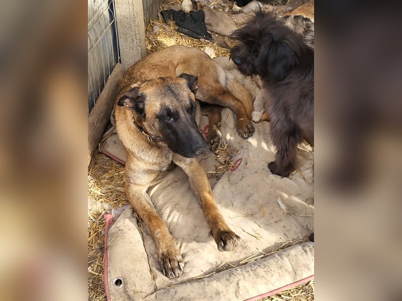 Fritzie sucht Paten--, Pflege- oder Endstelle (Rumänien)
