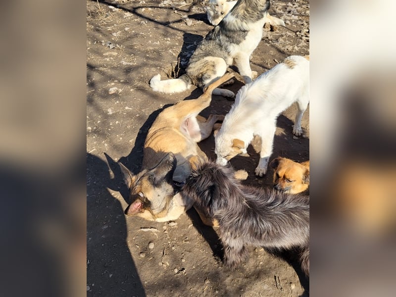 Fritzie sucht Paten--, Pflege- oder Endstelle (Rumänien)