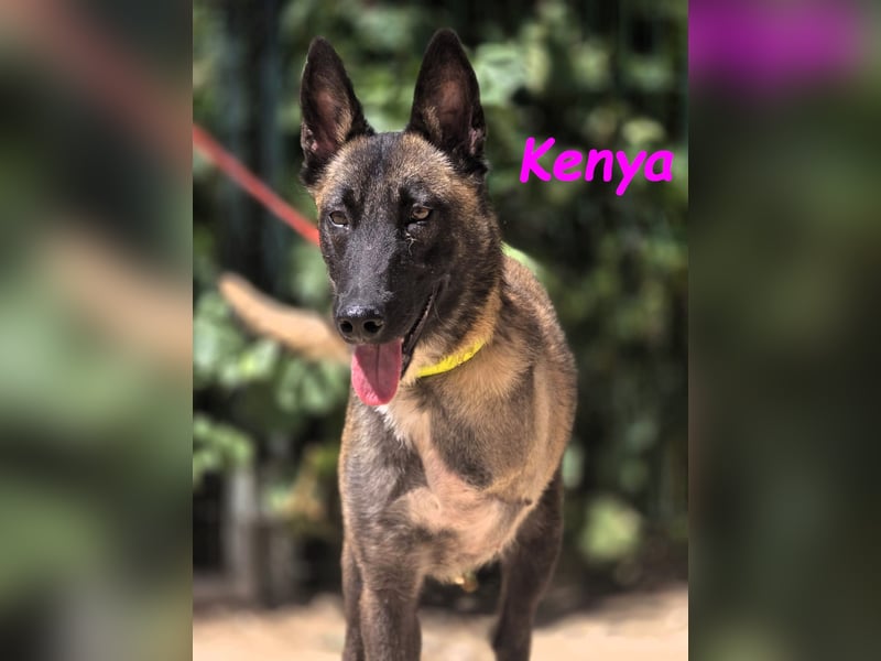 Kenya 10/2024 (ESP) - lebensfrohe und liebevolle, wunderschöne Malinois Junghündin!