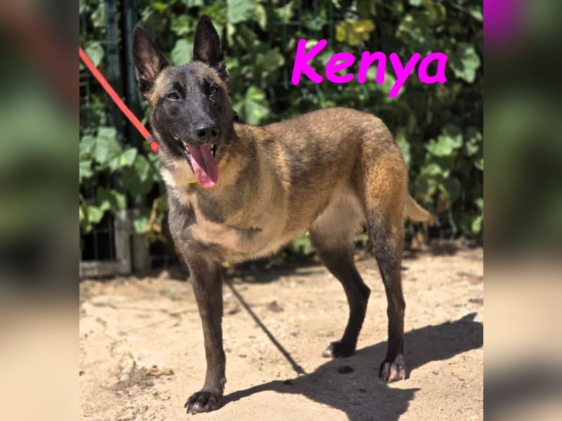 Kenya 10/2024 (ESP) - lebensfrohe und liebevolle, wunderschöne Malinois Junghündin!
