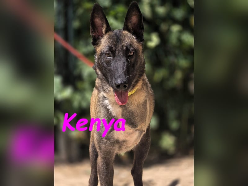 Kenya 10/2024 (ESP) - lebensfrohe und liebevolle, wunderschöne Malinois Junghündin!