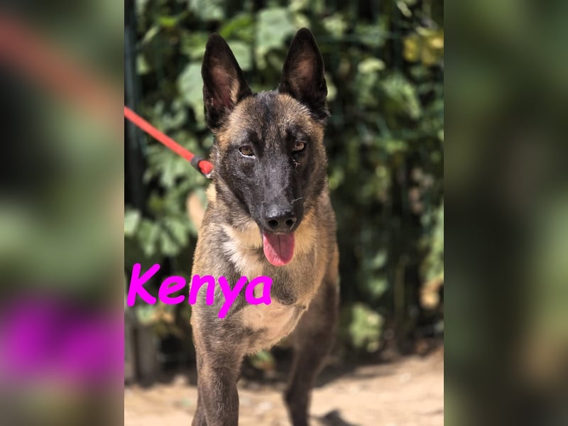 Kenya 10/2024 (ESP) - lebensfrohe und liebevolle, wunderschöne Malinois Junghündin!