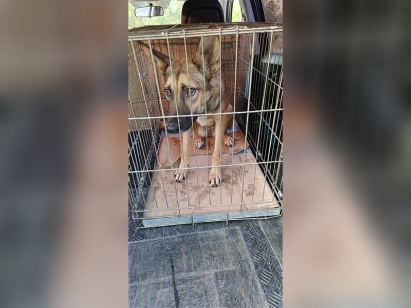 Pippa - das quirlige Hundemädchen sucht aktive Menschen