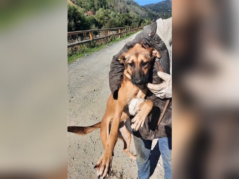 Pippa - das quirlige Hundemädchen sucht aktive Menschen