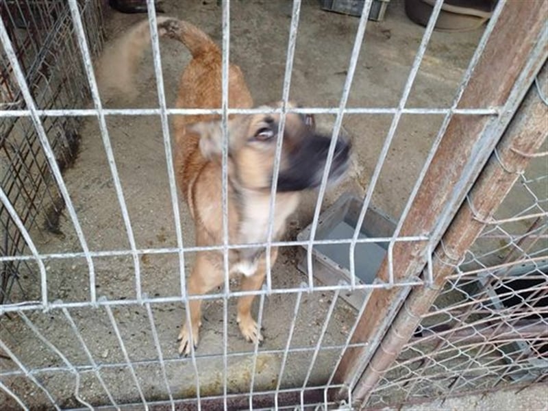 Pippa - das quirlige Hundemädchen sucht aktive Menschen