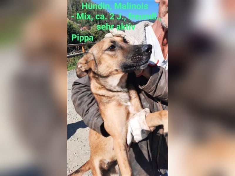 Pippa - das quirlige Hundemädchen sucht aktive Menschen