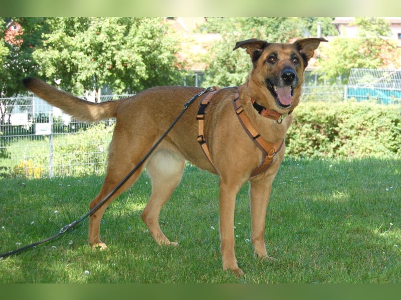 Amy-Ma - wohlerzogene Familienhündin - Tierhilfe Franken e.V.