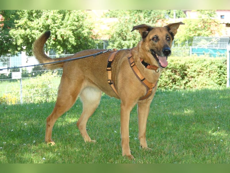 Amy-Ma - wohlerzogene Familienhündin - Tierhilfe Franken e.V.