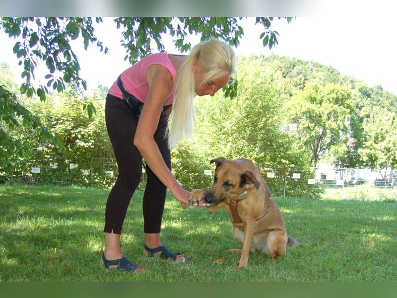 Amy-Ma - wohlerzogene Familienhündin - Tierhilfe Franken e.V.