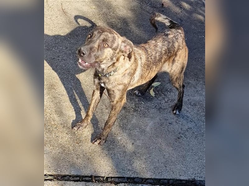 Malinois-Mix Welpe  Omega(Mädel) möchte Rumänien ganz schnell verlassen