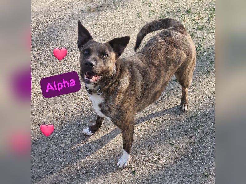 Bin ich ein Malinois Mix Mädel?