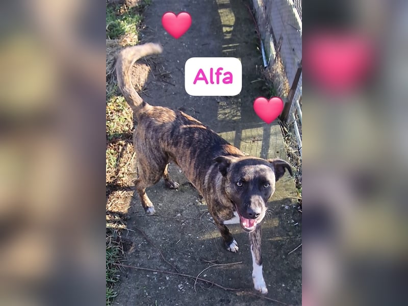 Welpe Malinoix Mix Madel Alfa möchte Rumänien schnell verlassen