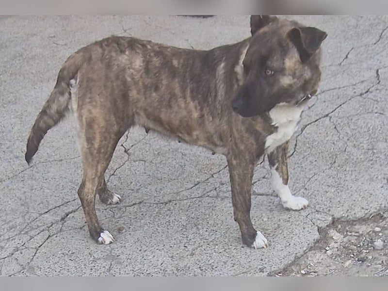 Bin ich ein Malinois Mix Mädel?