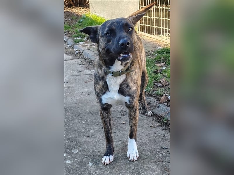Welpe Malinoix Mix Madel Alfa möchte Rumänien schnell verlassen