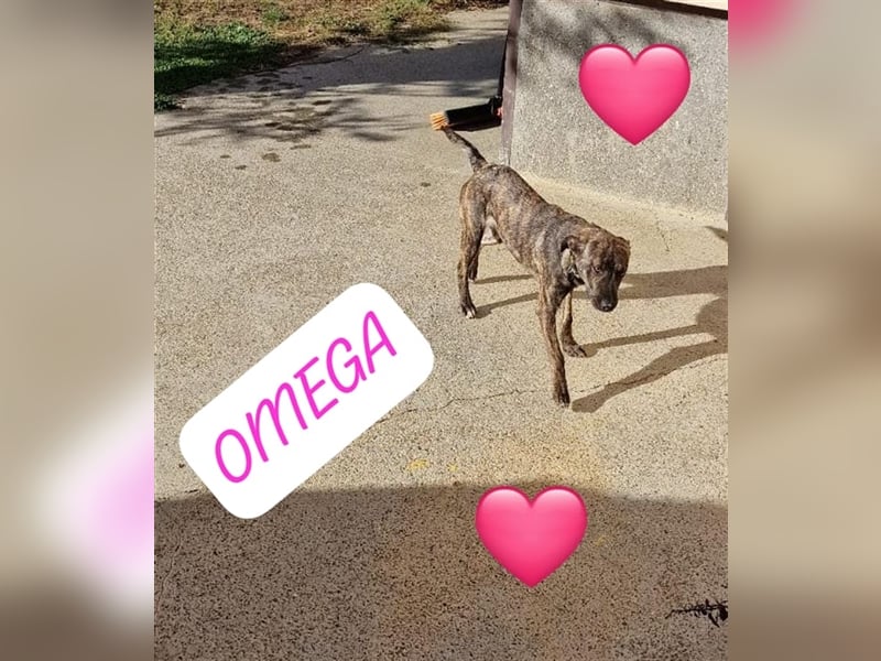 Malinois-Mix Welpe  Omega(Mädel) möchte Rumänien ganz schnell verlassen
