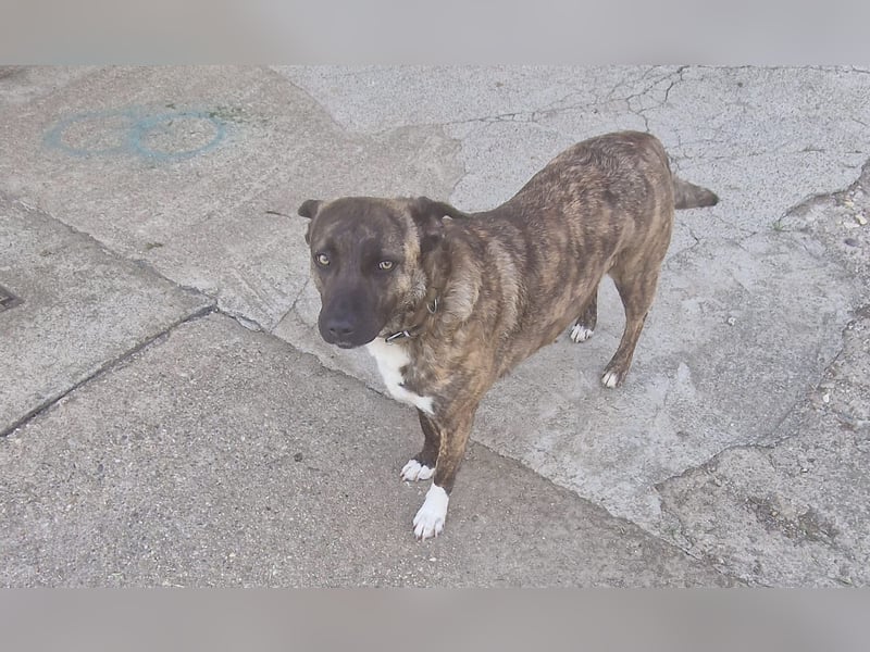 Bin ich ein Malinois Mix Mädel?