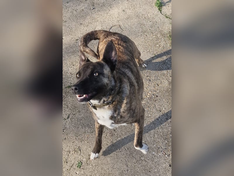 Bin ich ein Malinois Mix Mädel?