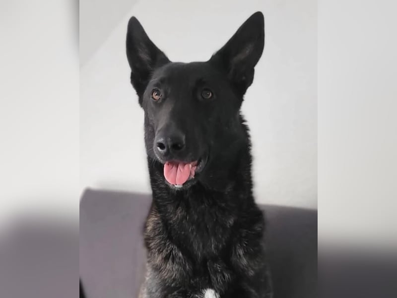 X-Herder Hündin Kim sucht neues Zuhause