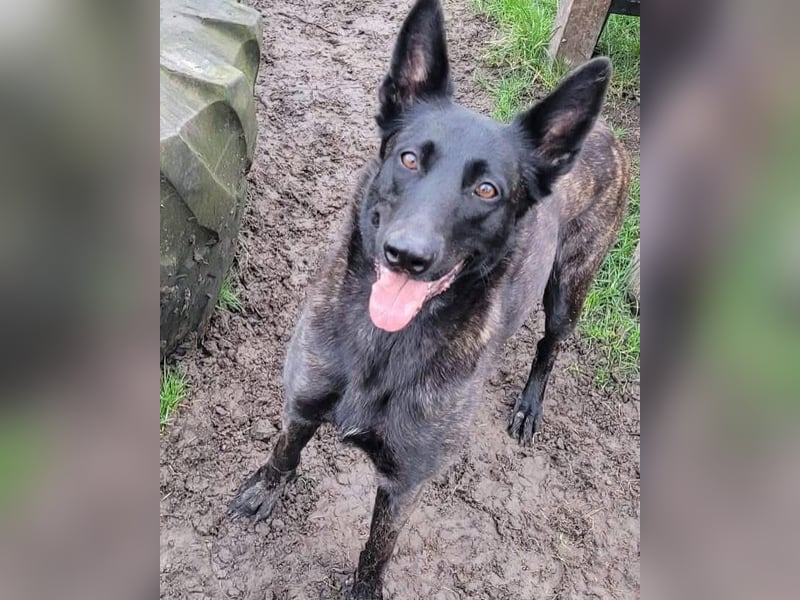 X-Herder Hündin Kira sucht ein neues Zuhause