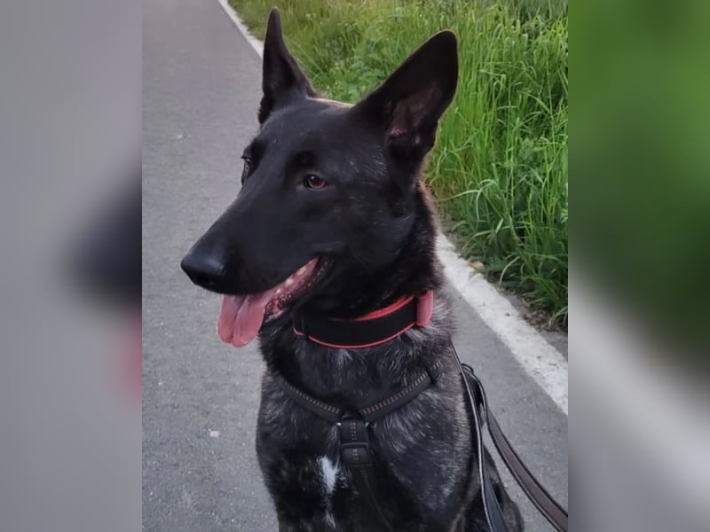 X-Herder Hündin Kim sucht neues Zuhause