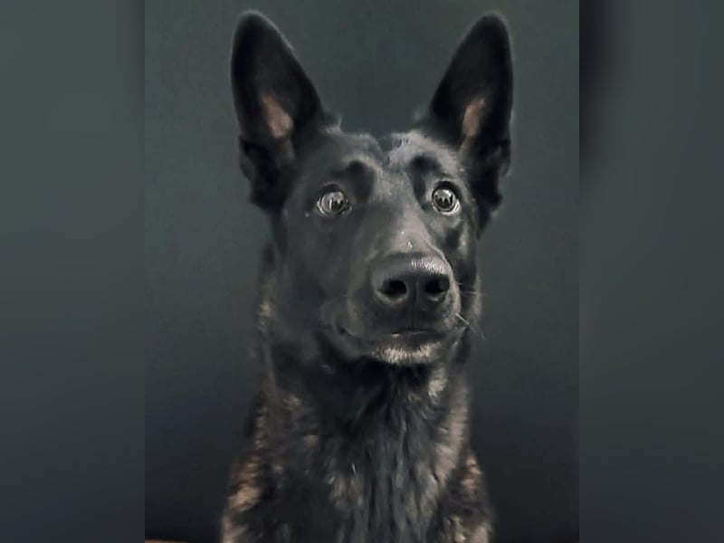 X-Herder Hündin Kira sucht ein neues Zuhause