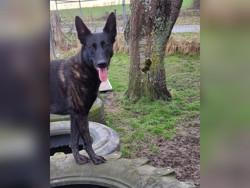 X-Herder Hündin Kira sucht ein neues Zuhause