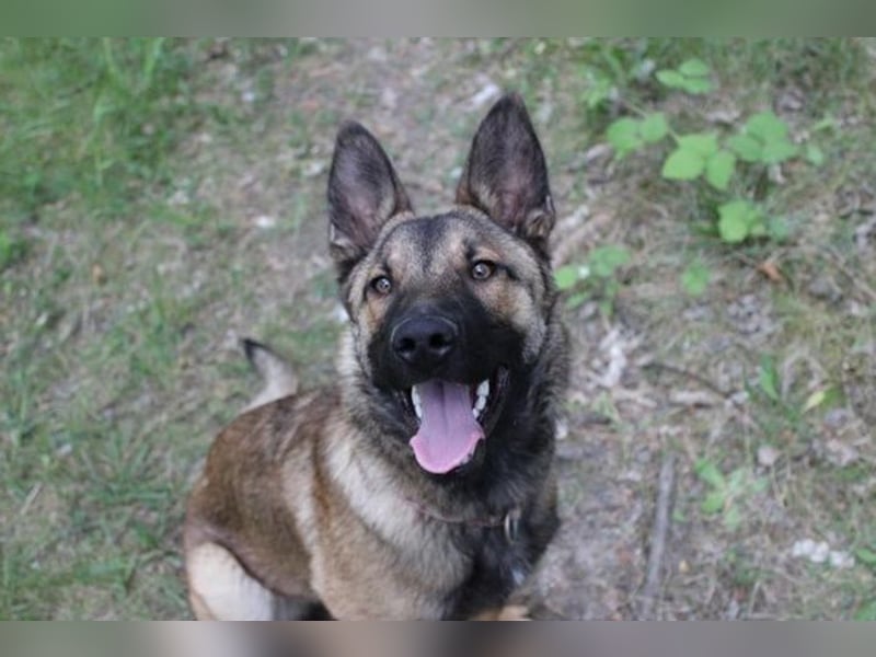 May, Malinois, geb. 2024, liebe Familienhündin-leider mit Handicap