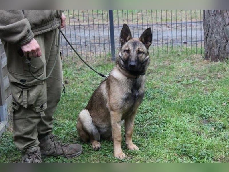 May, Malinois, geb. 2024, liebe Familienhündin-leider mit Handicap