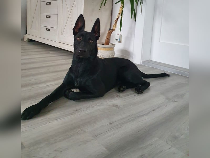 Malionois/Labrador-Mischlingshündin