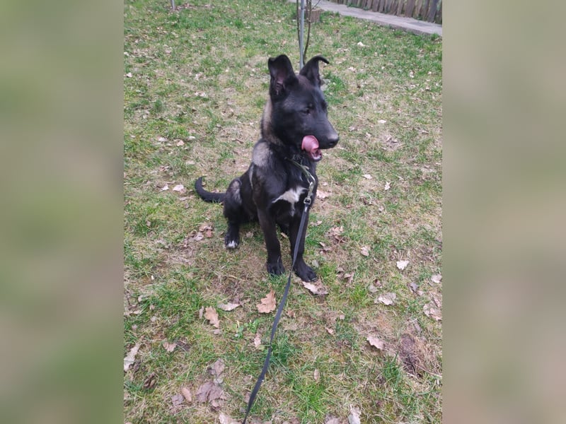 Malinois/X-Herder Welpen