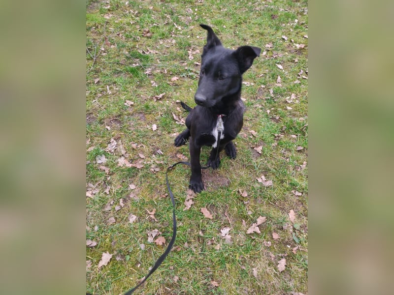 Malinois/X-Herder Welpen