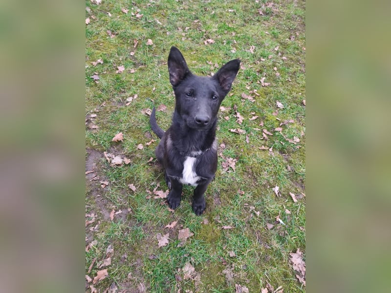 Malinois/X-Herder Welpen